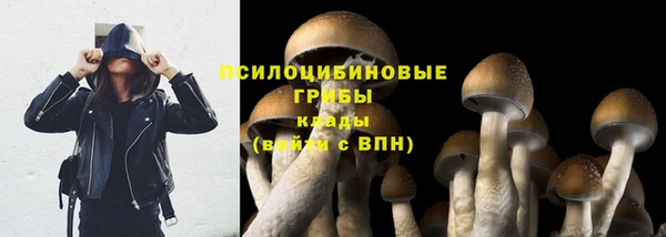 индика Богданович