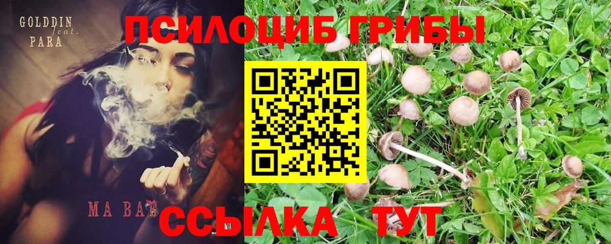 Псилоцибиновые грибы Magic Shrooms  Псилоцибиновые грибы Psilocybine cubensis  Курган  Вход с VPN 
